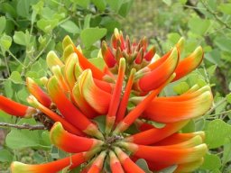 Erythrina